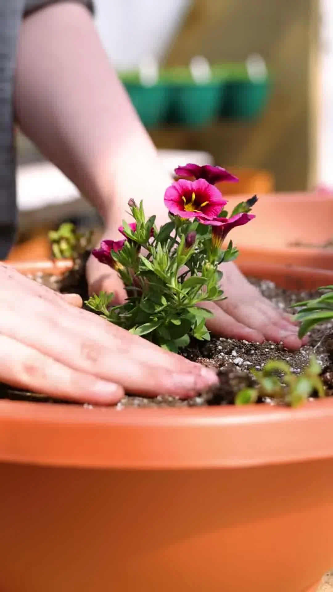 Florist bedding down blooming calibrachoa flowers into rich potting soil
